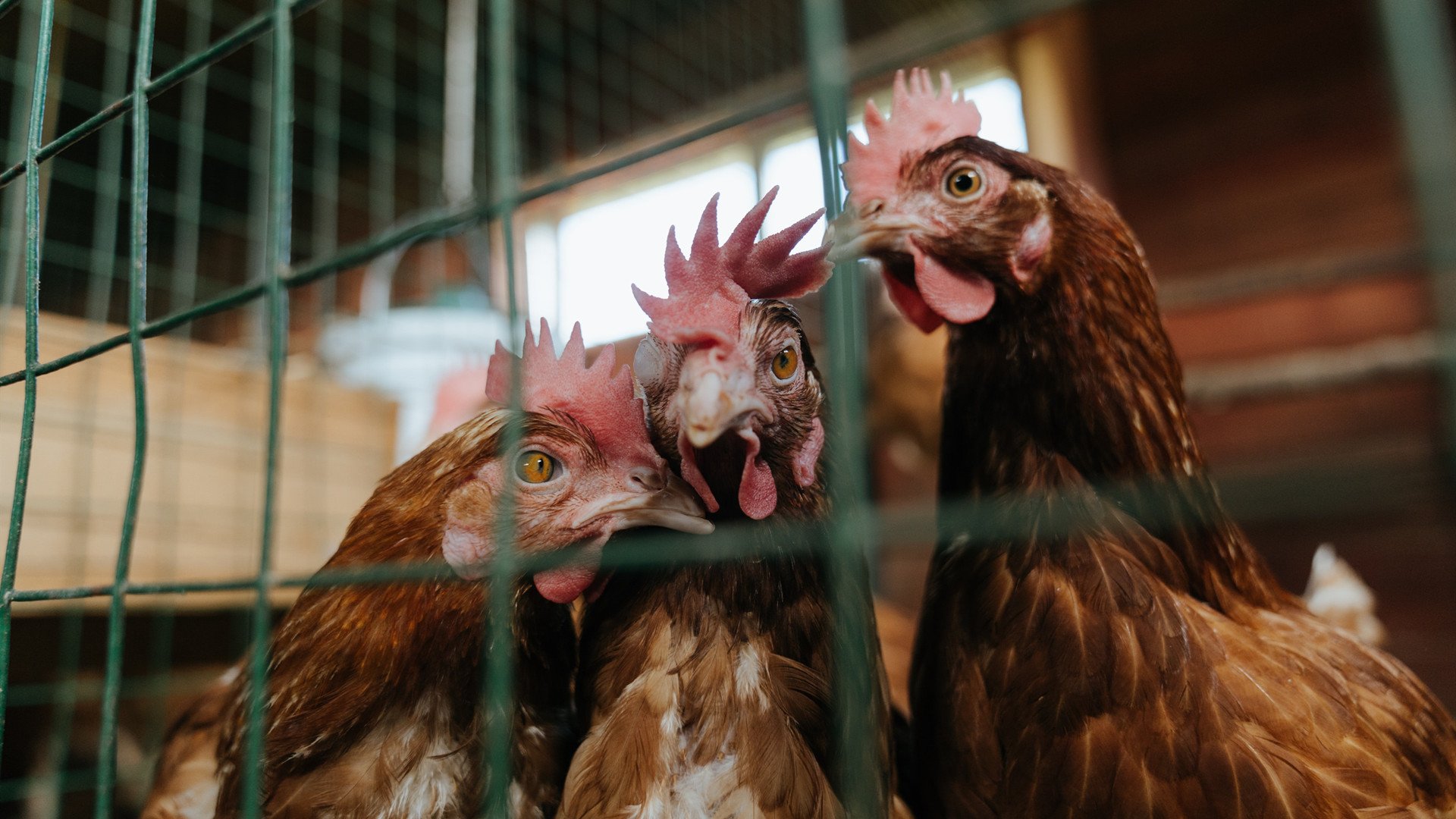 德赢中国官网-世界杯资格赛引发全球关注，2021世界杯资格赛