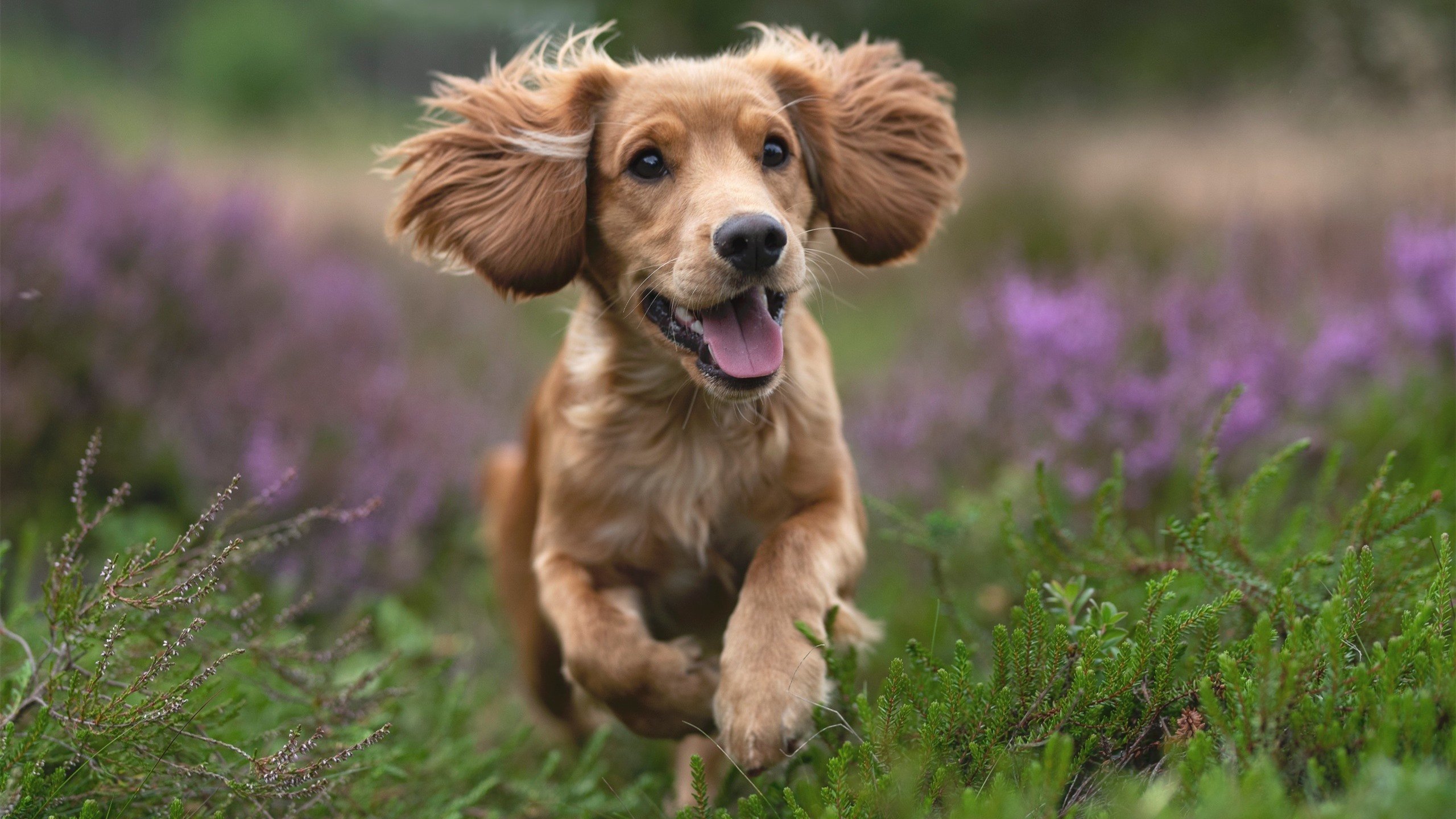 德赢体育app官方下载地址-南特前锋突破射门，奉献绝杀一幕，南特主帅