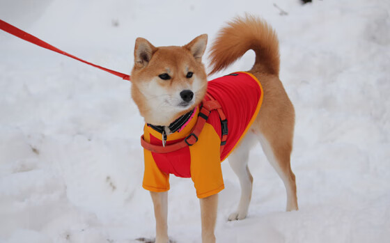 南特客场战平巴黎圣日耳曼,取得宝贵一分,南特在法国的什么位置