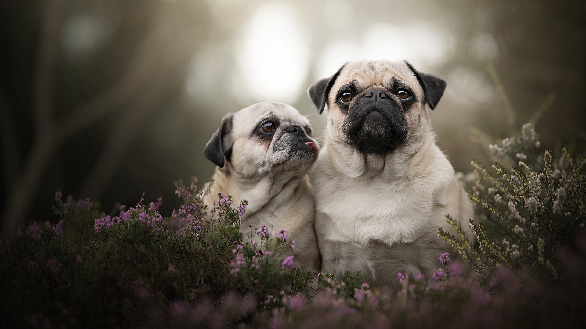 德赢中国官网-巴西队在世界杯预选赛中暂时位居南美区第二，巴西队在世界杯预选赛中暂时位居南美区第二名