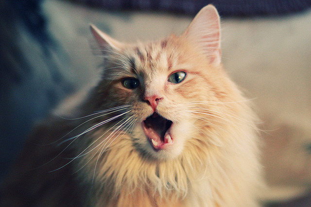 德赢网址-沃尔夫斯堡主场2-0战胜美因茨，状态回暖，沃尔夫斯堡对阵美因茨