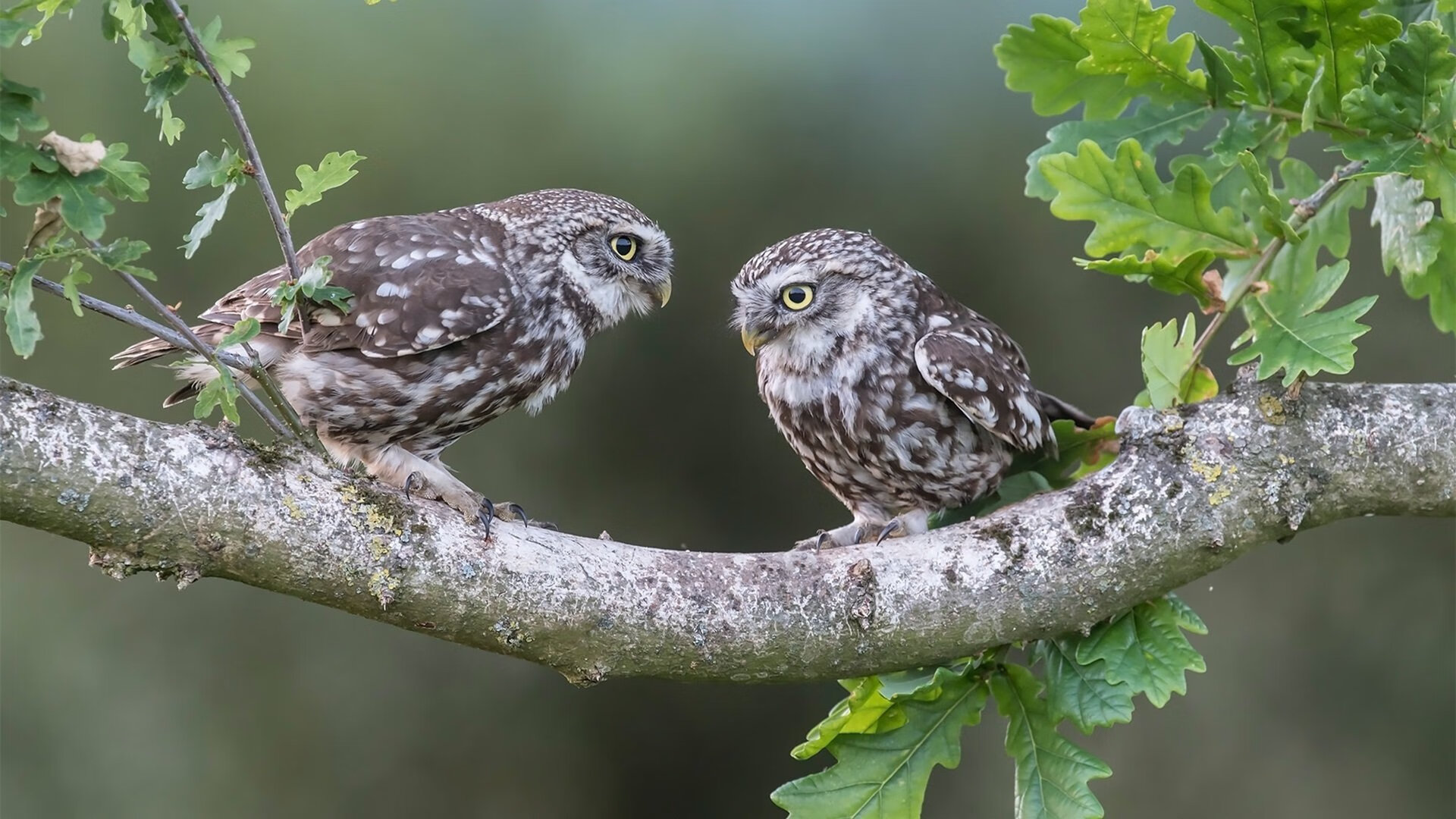 登贝莱加盟巴塞罗那,登贝莱踢飞巴萨欧冠