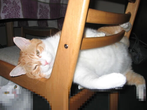 德赢官网ac米兰-中国篮球青训教练员能力提升机制，青少年篮球教练员