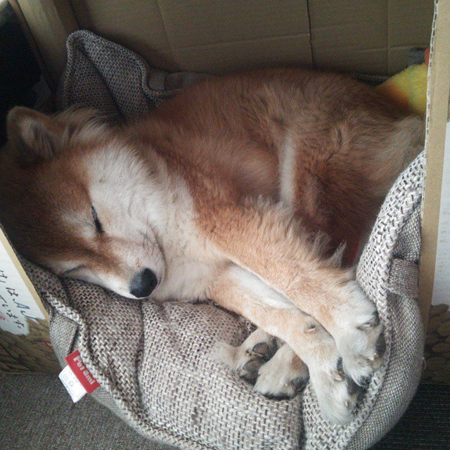 CBA球队青训成果显现 新秀层出不穷,cba青训队怎么选人