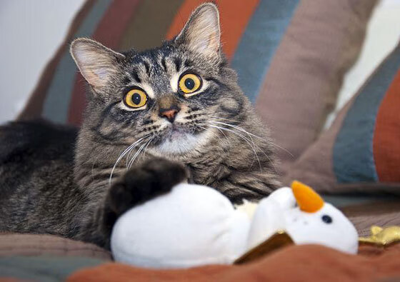 德赢官网登录入口官网-足球政策变化频繁导致行业预期混乱，国家关于足球改革政策