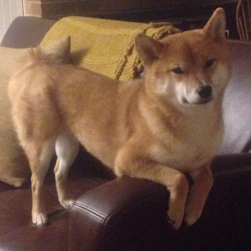 德赢体育手机登陆网址-森林狼管理层明确提出进军季后赛目标，森林狼进季后赛对手