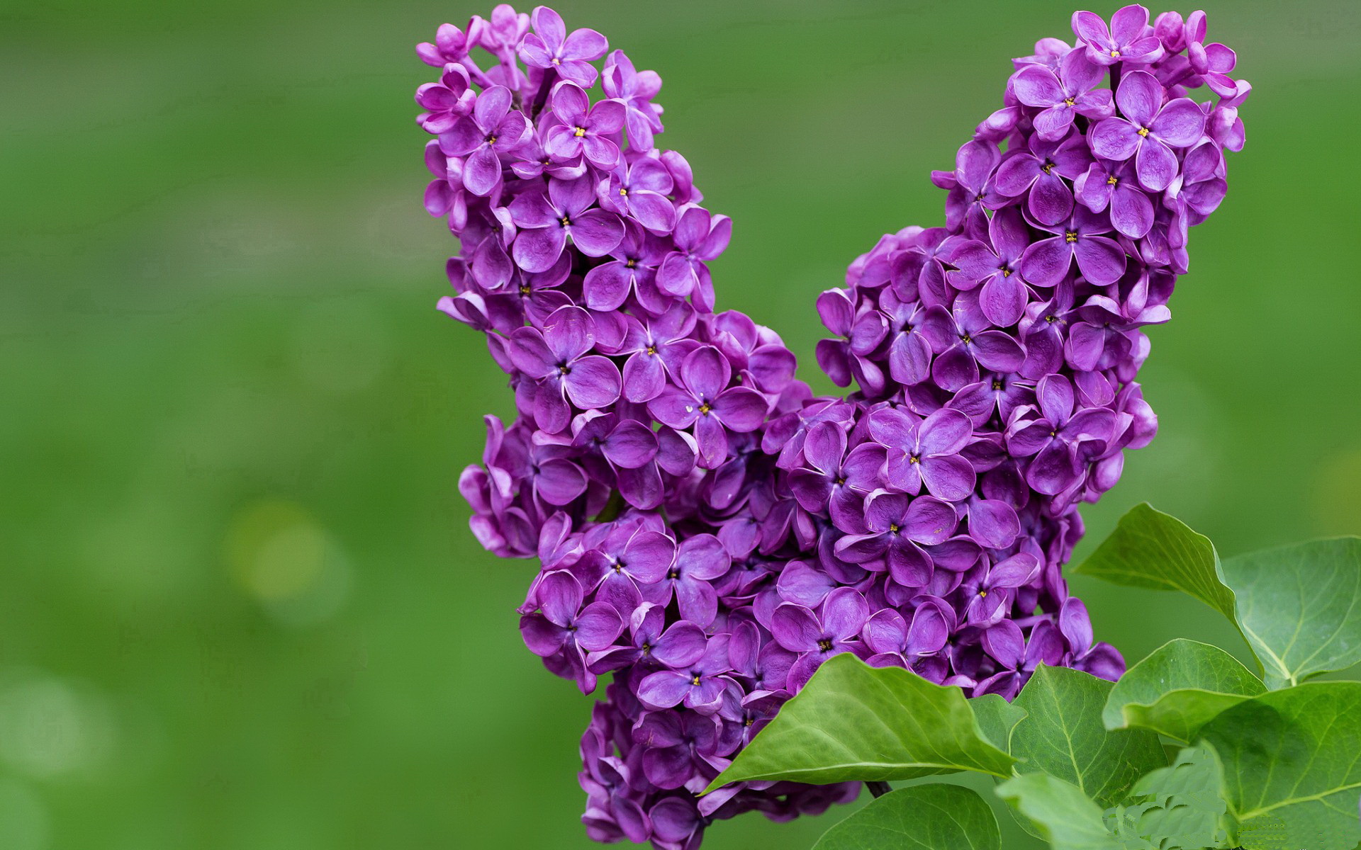 德赢体育手机登陆网址-澳大利亚袋鼠队的快攻反击让敌方防线不堪一击，澳大利亚袋鼠比赛