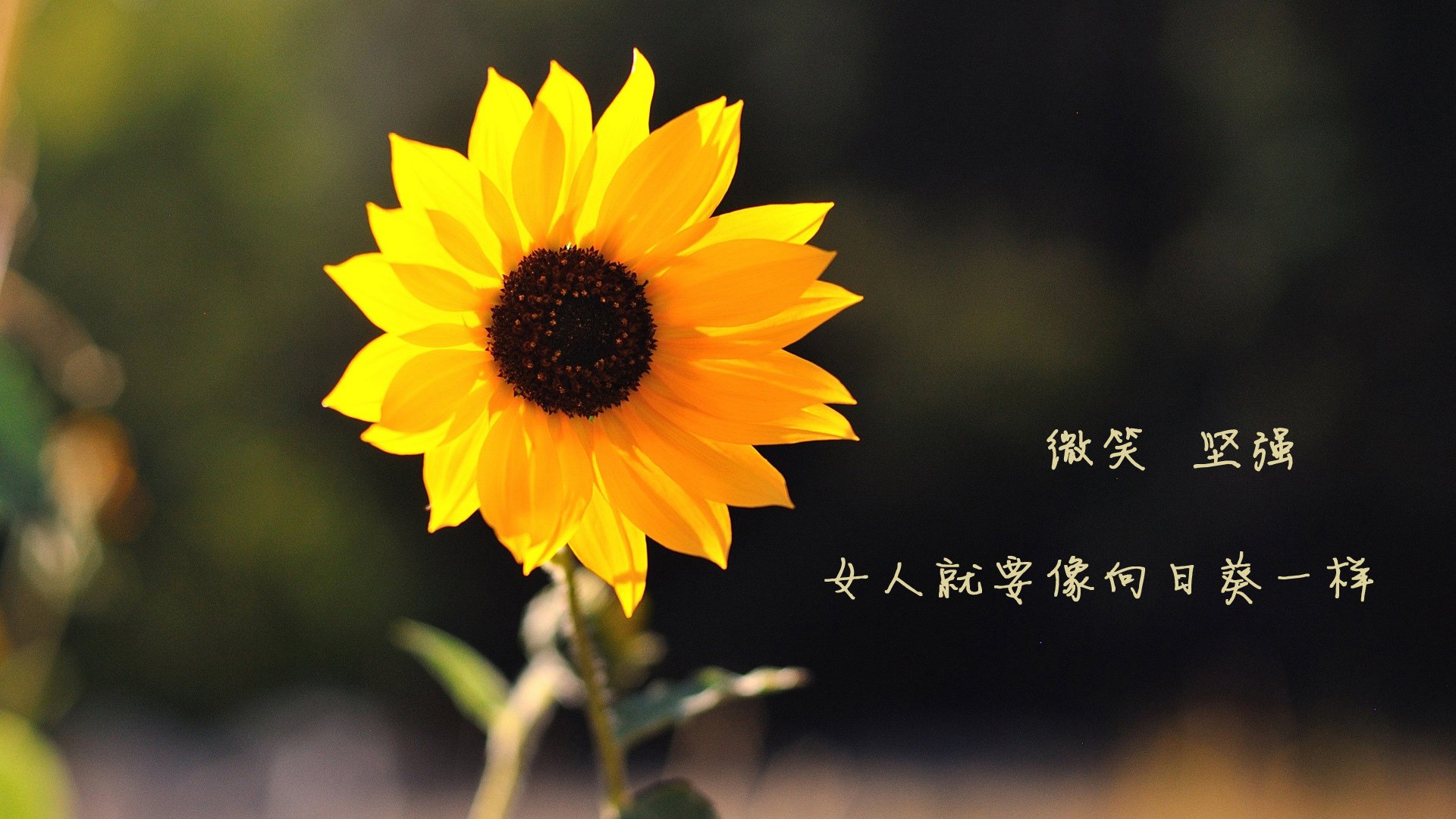 Vwin德赢官网-霍勒迪运筹帷幄带领雄鹿完成逆转，霍勒迪进攻